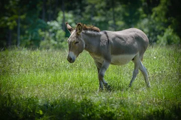 Poster Close-up shot van een schattige onschuldige ezel die op het gras loopt met een wazige achtergrond © Richard Grainger/Wirestock