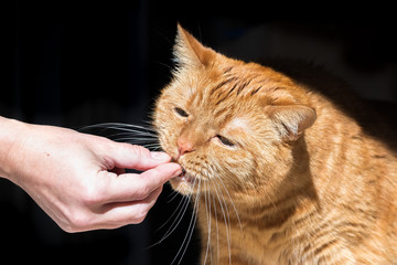 Fototapeta na wymiar Orange cat (mixed breed; half Persian) taking a piece of kibble from a hand; dark background