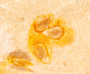 Tomato seeds on paper