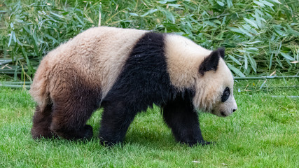 Fototapeta premium Young panda walking in the grass, portrait of profile