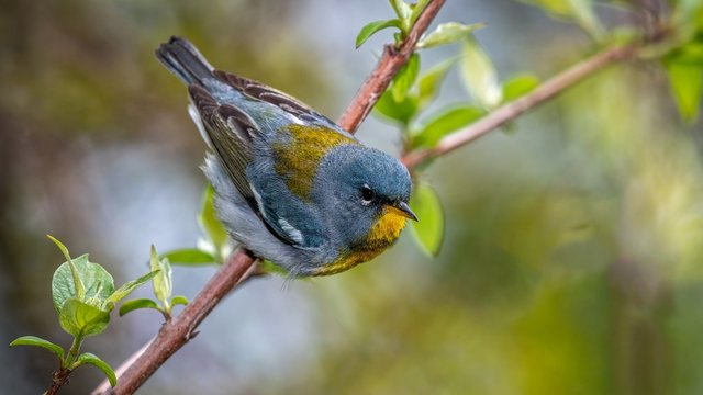 Northern Parula