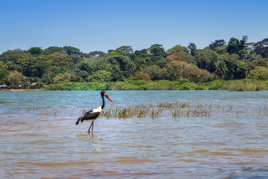 Male and female saddle-billed stork (Ephippiorhynchus senegalensis) eating a fish on the shore of Lake Victoria, Entebbe, Uganda, Africa