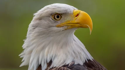  Bald Eagle © Jeff Rzepka/Wirestock