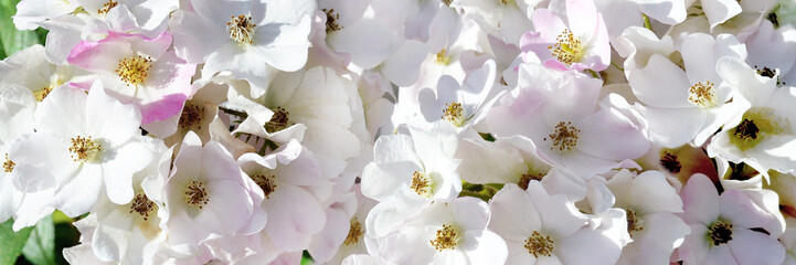 White small roses in a botanical garden. A field of beautiful flowers for a wedding