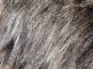 Cat hair as an abstract background