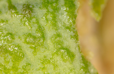 Detail of feijoa as a background
