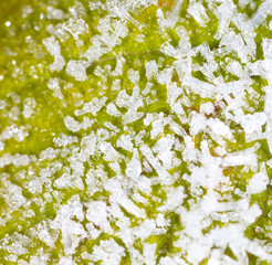 White snowflakes on a green leaf of grass as an abstract background