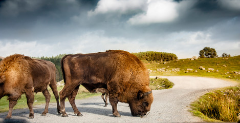 Bisonherde in den schottischen Highlands