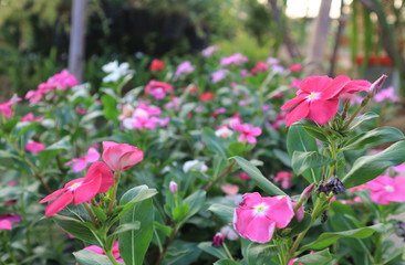 Obraz premium pink flowers in the garden