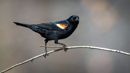 Red Winged Blackbird