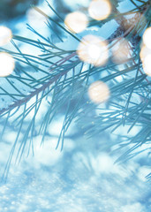 Winter christmas background. Blurry pine branches close-up, New Year's blurry lights, snowflakes