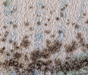 Mold on the wallpaper on the wall in the room