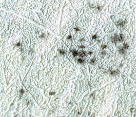 Mold on the wallpaper on the wall in the room