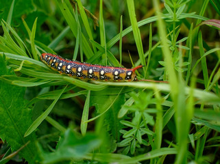 large multicolored horned caterpillar crawling on grass, Russia.