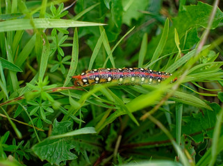 large multicolored horned caterpillar crawling on grass, Russia.