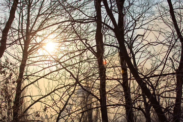 Leafless tree branches at dawn of the sun