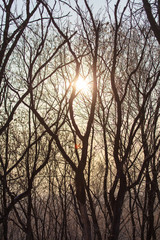Leafless tree branches at dawn of the sun