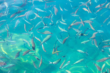 Fish in the blue water of the sea as a background