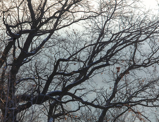 Bare tree branches in the fog at dawn