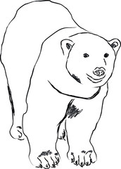 Hand sketch sitting polar bear. Vector illustration