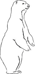 Hand sketch sitting polar bear. Vector illustration