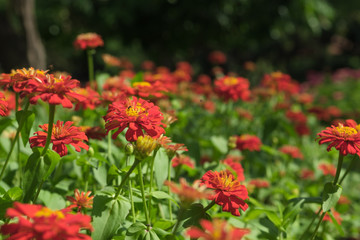 Obraz na płótnie Canvas Red zinnia flower in garden outdoors with blooming on beautiful background