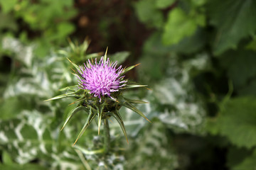 Silybum marianum, also known as a Holy Thistle in full splendor .This species is an annual or biennial plant of the Asteraceae family. This fairly typical thistle has red to purple flowers .
