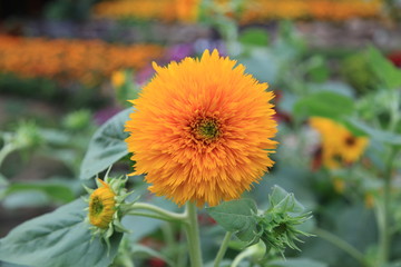 Miniature sunflower in the garden