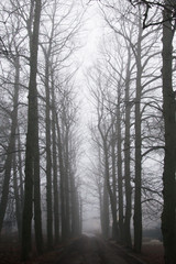 road and trees without leaves in a foggy forest