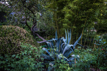 Plants in the garden at the cottage-museum of Anton Pavlovich Chekhov in Yalta.