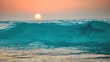 Sunset ocean wave with shark in it, tropical surfing sea background