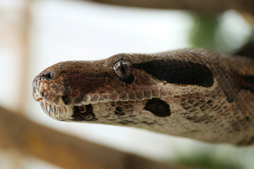 Brown boa constrictor outdoors, closeup. Exotic snake