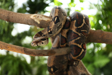 Brown boa constrictor on tree branch outdoors
