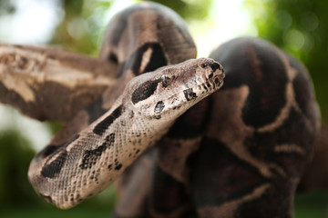 Brown boa constrictor on tree branch outdoors