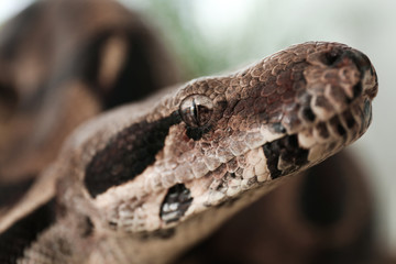 Brown boa constrictor outdoors, closeup. Exotic snake