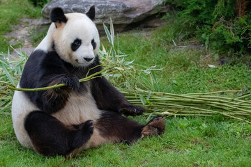 Young giant panda sitting in the grass, portrait