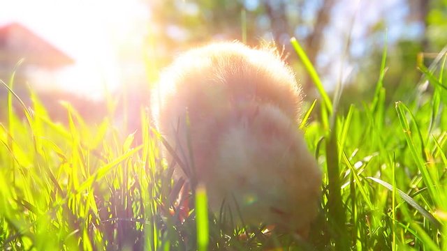 small chickens in a green grass