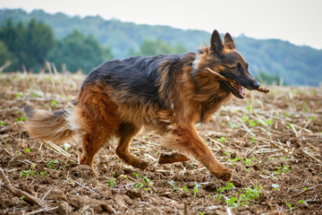 Altdeutscher Sch&auml;ferhund auf einem Feld
