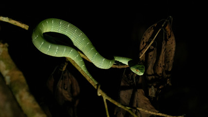 Green Pit Viper on tree branch at night.