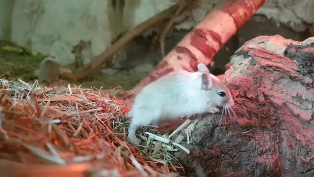Mongolian gerbil mouses playing and running around