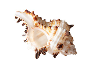 Sea shell isolated on a white background