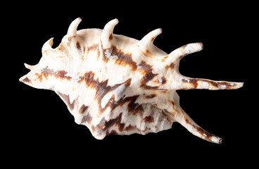 Sea shell isolated on a black background