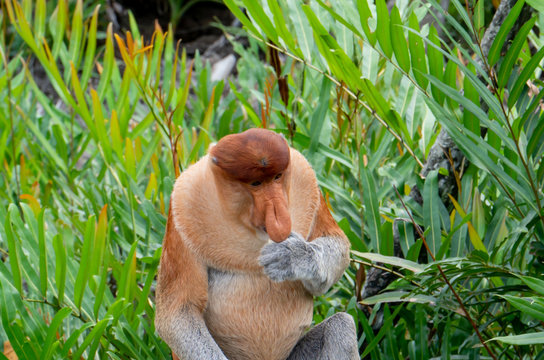 Proboscis Monkey eats food in Borneo, Sandakan, Malaysia.