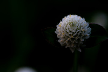 white flower