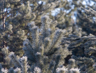 Coniferous branches in the snow
