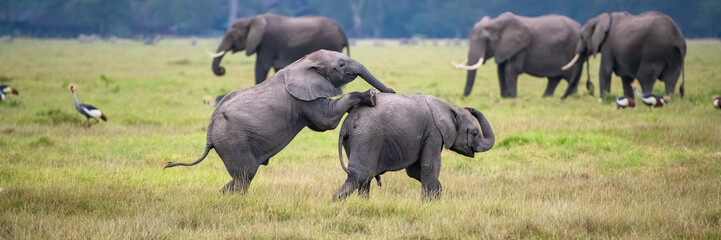 Two young elephants playing together in Africa, cute animals in the Amboseli park in Kenya