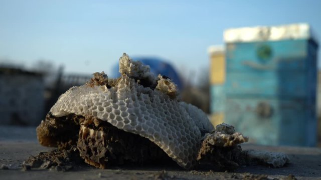 Old bee honeycombs close-up. Withered empty bee honeycombs on the background of bee hives. The collection of honey. Natural product. Organic food.
