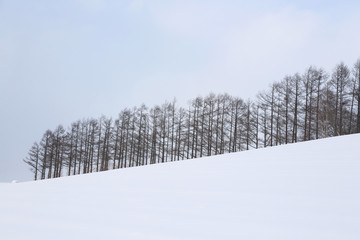 北海道の防風林	