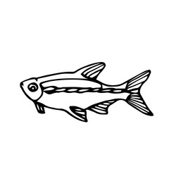 swimming decorative aquarium fish, neon with stripe on the side, home pet, vector illustration with black contour lines isolated on white background in Doodle and hand drawn style