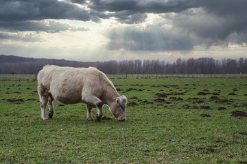 Rind auf einer Wiese im Sonnenuntergang